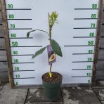 Hruškovec americký (Persea americana) - Avokádo ´MEXICOLA GRANDE´ - výška 70-80 cm, kont. C7L